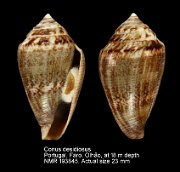 Conus desidiosus (2)